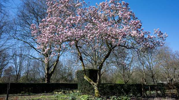 Magnolia in Darwinplantsoen