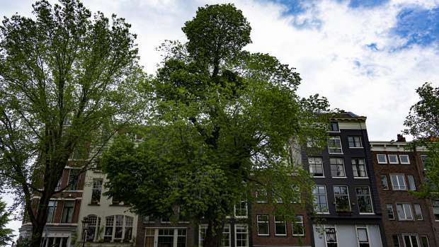 De oudste Iep van Amsterdam in bloei op de kade van de Nieuwe Herengracht