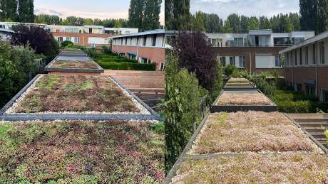 Groene daken oostoever duurzaam UA